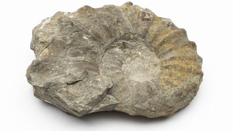37 | Ammonit (Acanthoceras rhotomagense)